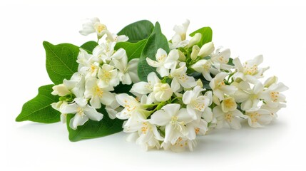 An isolated white background with fresh jasmine flowers