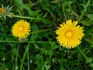 macro fiore in giardino