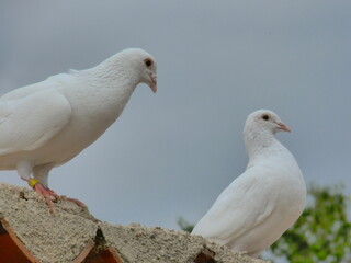 Couple de colombes blanches