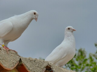 Couple de colombes blanches