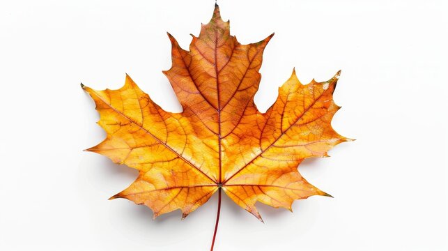 On a white background, a maple leaf in autumn
