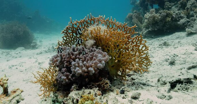 a yellow forked coral in the center of the seabed