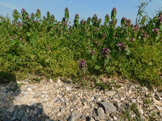 piante in campagna nel mese di aprile