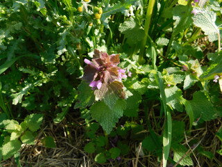 fiore in campagna nel mese di aprile