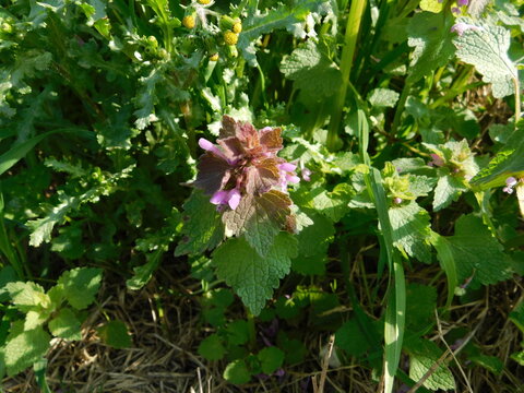 fiore in campagna nel mese di aprile