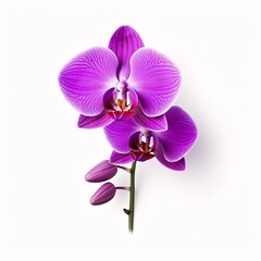 Purple Orchid flower on a white table