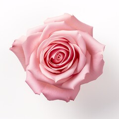 A pink Rose isolated on white surface