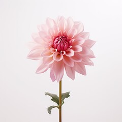 Pink Flower on white tabletop