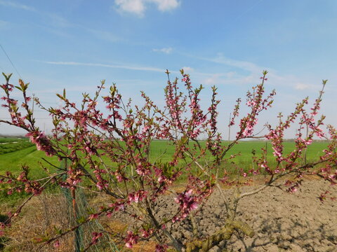 piante in campagna nel mese di aprile