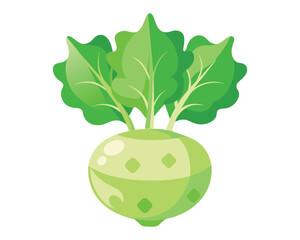 Kohlrabi Vegetables flat vector illustration on white background