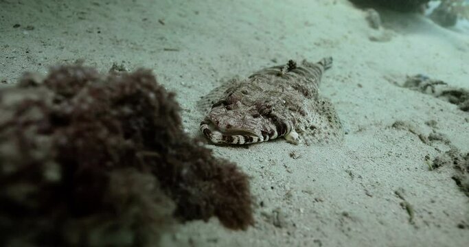 a crocodile fish resting on the ocean's sand