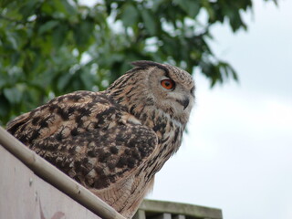 Hibou