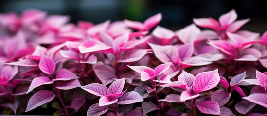 A close up of vibrant pink petals and leaves of a beautiful terrestrial plant. The groundcover...