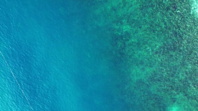 Reef shark black fin blue turquoise ocean. Stunning aerial top view flight drone shot footage from above
4k