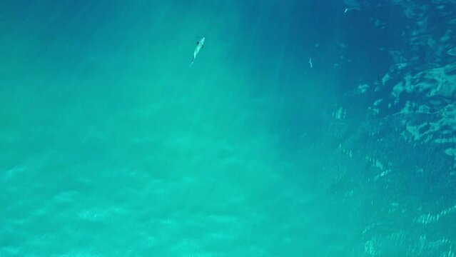 Reef sharks black fin blue turquoise ocean. Marvelous aerial top view flight drone shot footage from above
4k