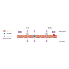 Diagram of placental drug (large and small molecules) absorption from maternal blood into fetal capillary - through trophoblasts - via passive diffusion and carrier proteins. 