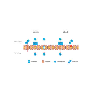 Diagram of placental drug (large and small molecules) absorption from maternal blood into fetal capillary - through trophoblasts - via passive diffusion and carrier proteins. 
