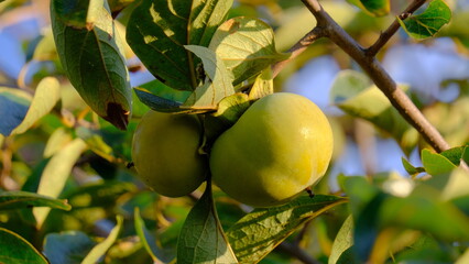 秋 緑の柿 収穫の季節