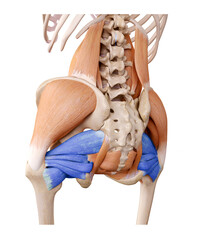 Extrarotatores of the hip in the deep front line - piriformis, superior gemelleus, inferior gemelleus, obturator internus, obturator externus, quadratus femoris