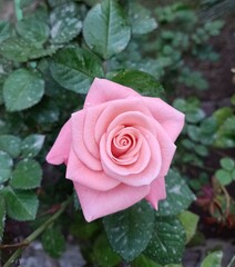 pink rose in garden