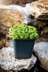 Saxifraga bryoides plant standing on rural stone wall