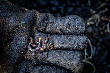 Closeup, Earthworms on a Hand, importance animal for the ecosystem and soil health