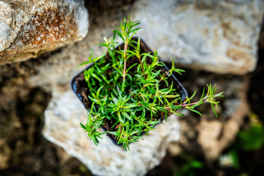Phlox subulata or creeping plox plant standing on rural stone wall