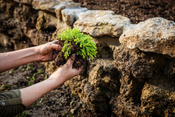 Closeup, woman planting a sedum stonecrop on a rock wall or stone raised bed
