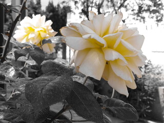 Roses jaunes © Cyndie