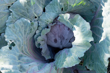Obraz premium red cabbage leaves on a sunny day close up