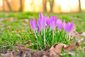 Crocuses in a meadow in soft warm light. Spring flowers that herald spring. Flowers