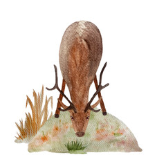 Deer watercolor flat composition isolated on white