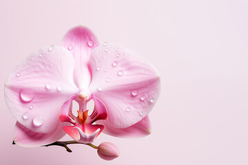 Orchid flower in water drops, copy space.