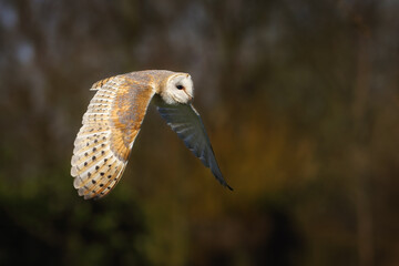 Fototapeta premium Owl in flight with wings fully extended.