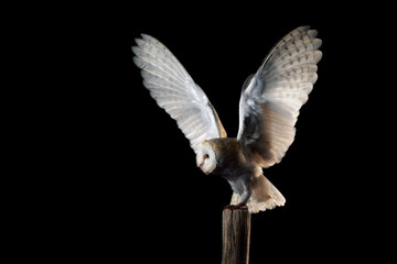 Owl in flight with wings fully extended.