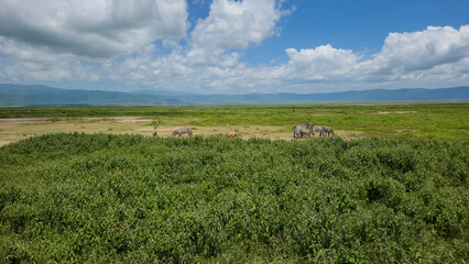 Beautiful wildlife of Ngorongoro in Tanzania