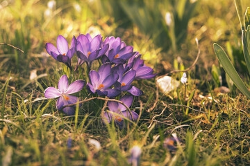 Crocuses in a meadow in soft warm light. Spring flowers that herald spring. Flowers