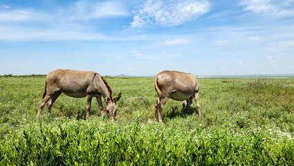 Donkeys grazing in Ngorongoro National Park