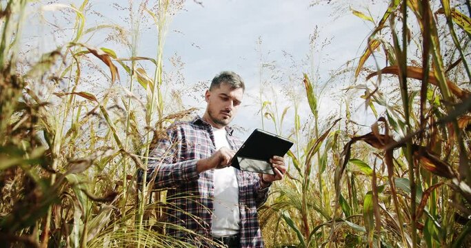Man agronomist working in corn field and using tablet pc. Male farmer checking quality of corn growth in cornfield. Modern technology in agribusiness