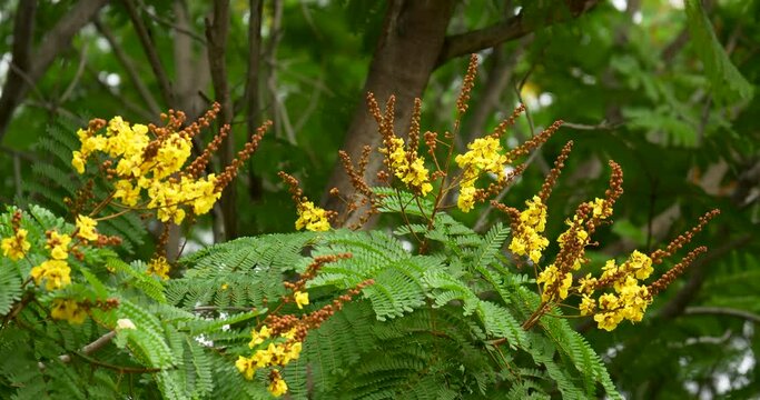 Copper Pod tree or yellow poinciana (Peltophorum pterocarpum) blooming in the garden. High angle shot at 4K, 60 fps video footage.