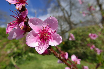 Fleur de p&ecirc;cher macrophoto