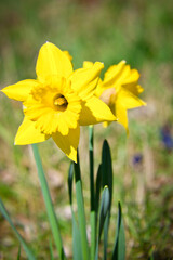 Obraz premium Daffodils at Easter time on a meadow. Yellow flowers shine against the green grass