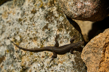 Black lizard sitting on granite rock wall at the archaeological site of the historical roman ruins of Citania de Briteiros near Guimaraes and Braga, situated high on hill overlooking the landscape.