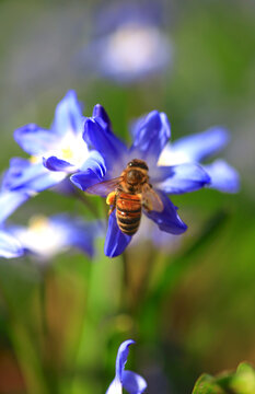 Bee feeding on blooming squill flower