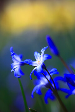Blue squill flowers blooming in spring