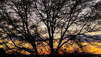 sunset behind the trees