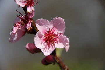 Fleur de pêcher macrophoto