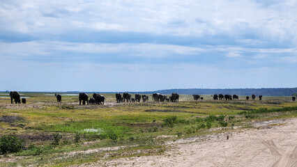Wild elephant family in Chobe National Park