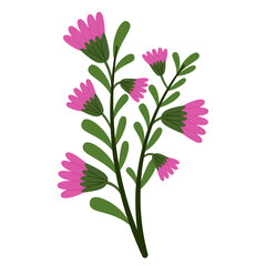 Cosmos Spring Blossom Flowers Illustration