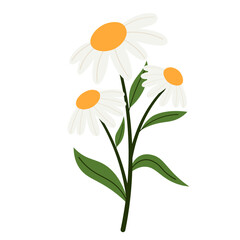 Daisy Spring Blossom Flowers Illustration